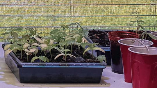 Farm Bureau Financial Services Offering Garden Starters