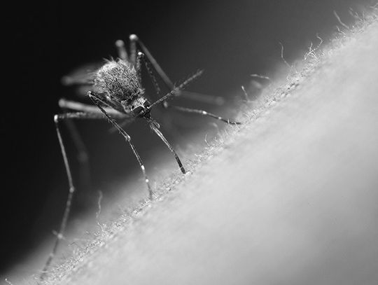 Bite Back At Mosquitoes In The Yard