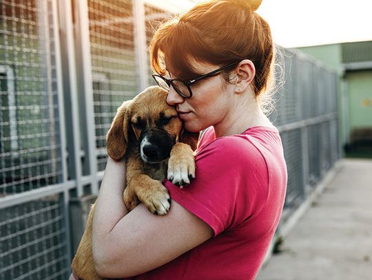 FAQ About Adopting A Dog