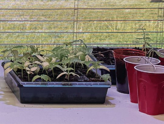 Farm Bureau Financial Services Offering Garden Starters