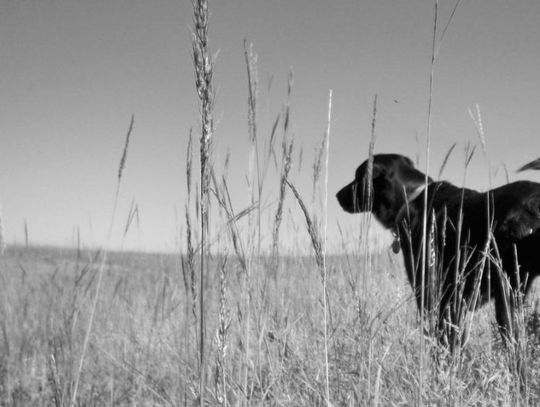 Songs Of The Flint Hills