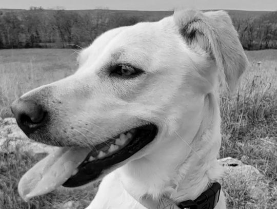 Songs Of The Flint Hills