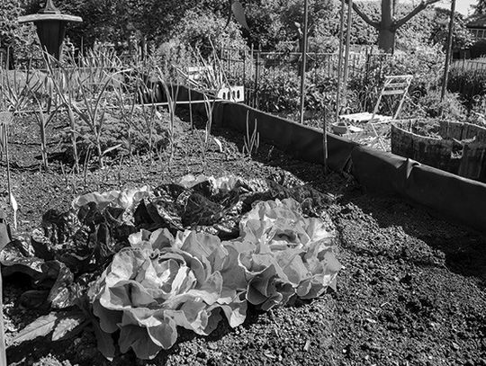 Tips To Tend A Garden In Late Summer