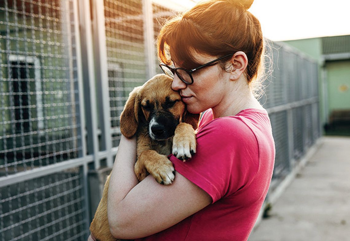 FAQ About Adopting A Dog