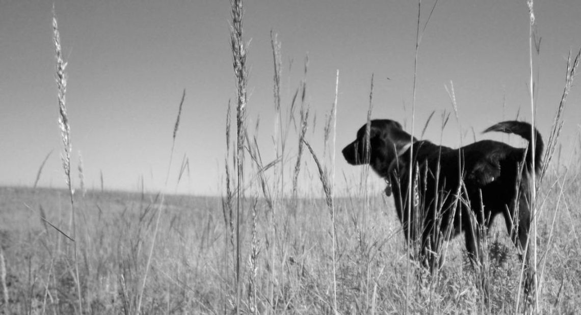 Songs Of The Flint Hills