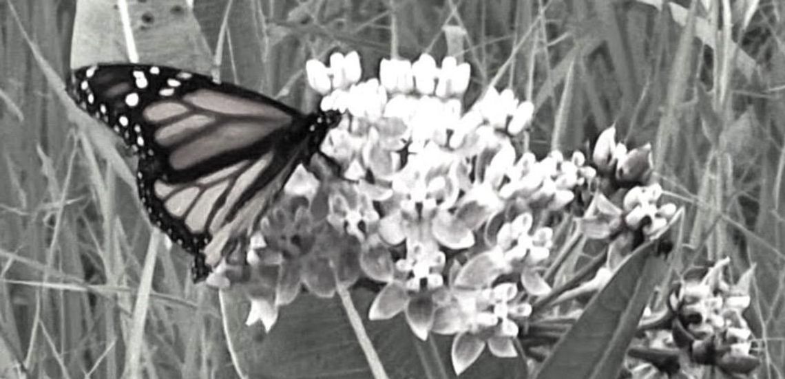 Songs Of The Flint Hills