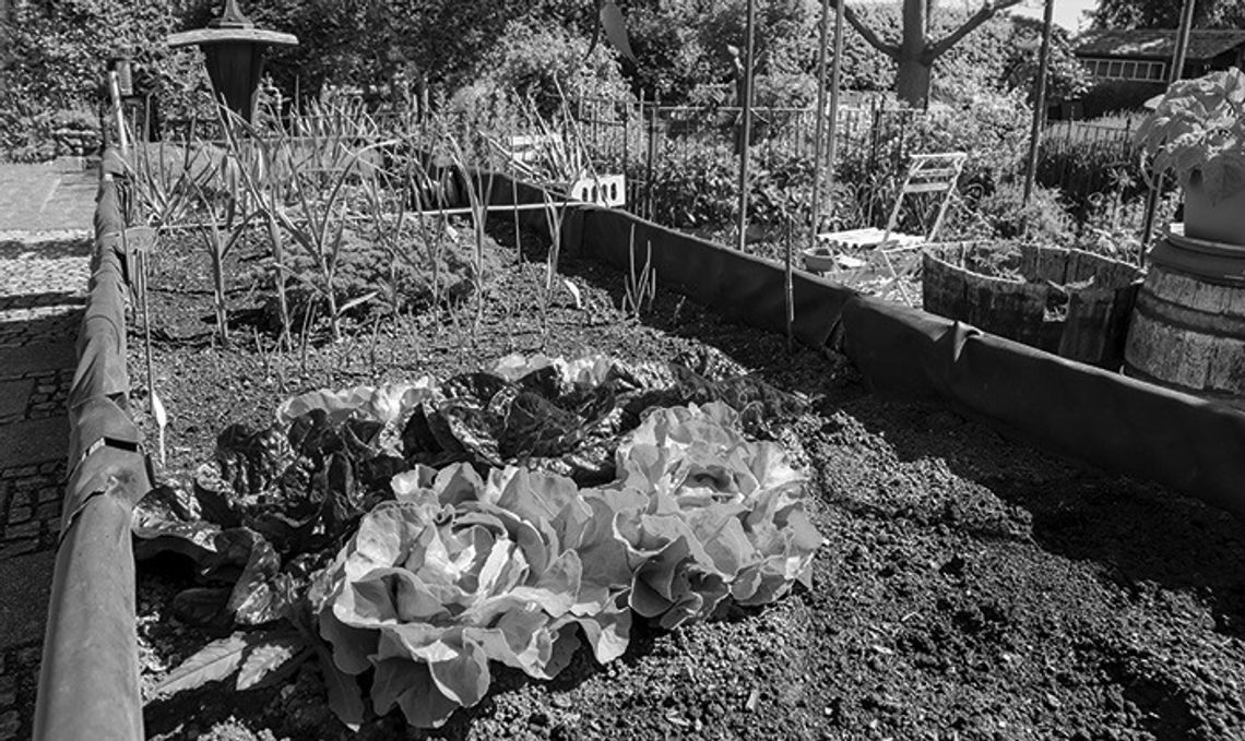 Tips To Tend A Garden In Late Summer