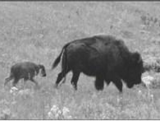 Elemental forces of the prairie “speak” to the American Bison